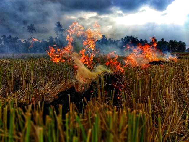 agricultural land in the district of north aceh is now harvested