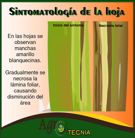 Insectos Plagas En Pasturas Tropicales Cap Tulo I Aeneolamia Spp