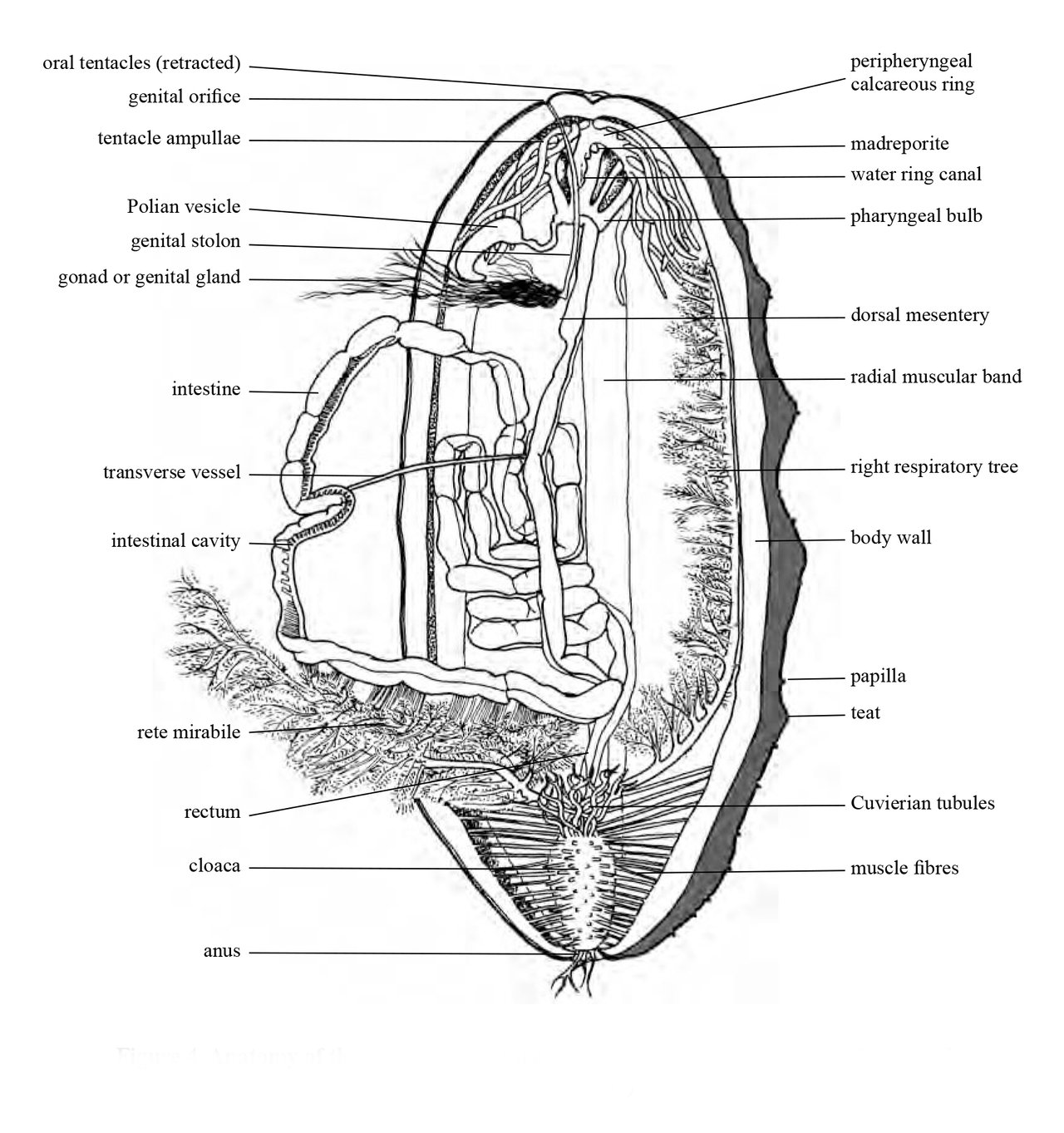sea cucumber anatomy
