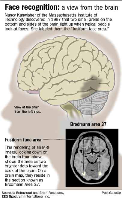 Our faces and brains