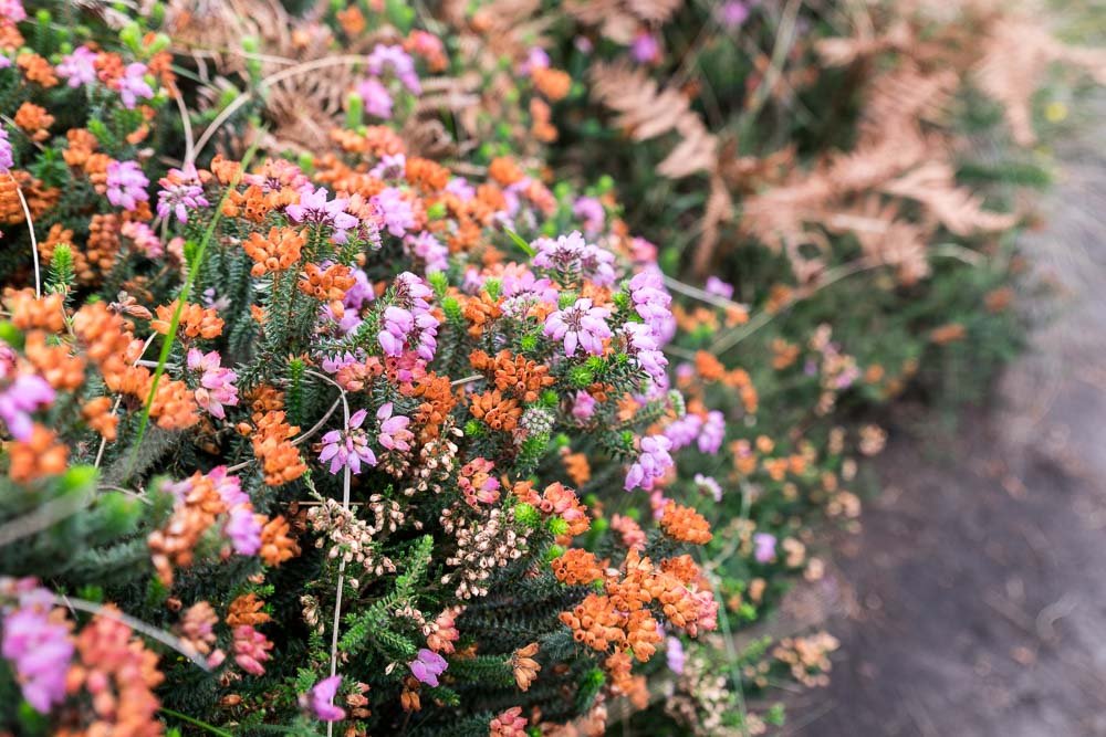 Asturias Coast Flowers