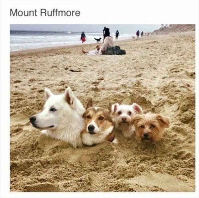 http://www.dailyhaha.com/_pics/mount-ruffmore5796.jpg