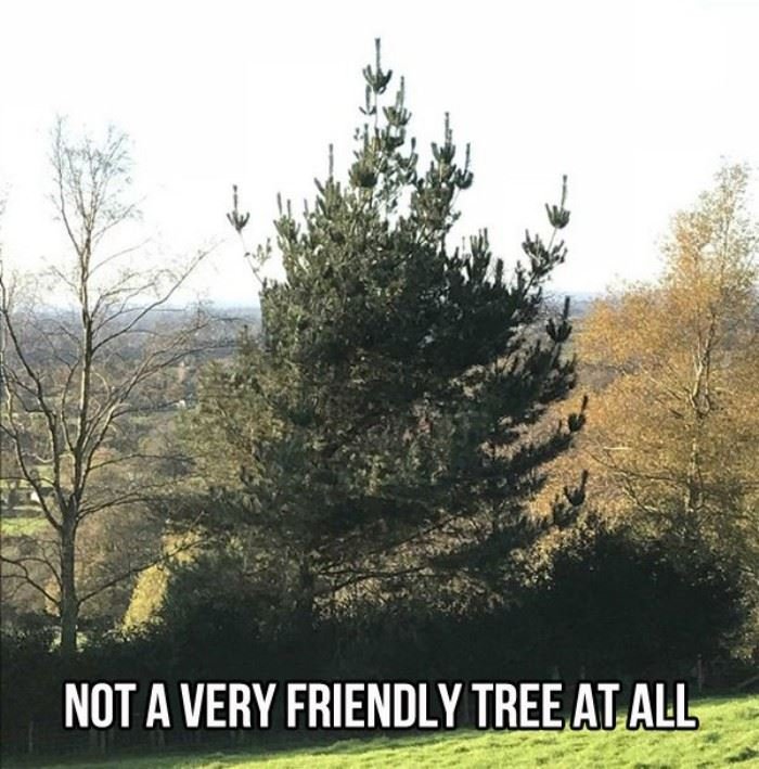 http://www.dailyhaha.com/_pics/not_a_friendly_tree.jpg