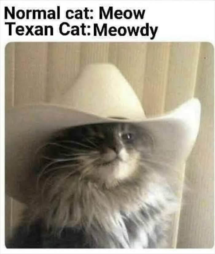 http://www.dailyhaha.com/_pics/texas-cat.jpg