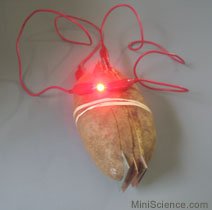http://www.miniscience.com/projects/PotatoElectricity/One_Potato_LED.jpg