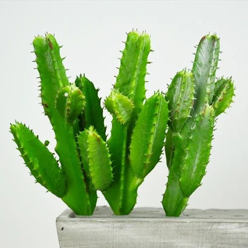 https://5.imimg.com/data5/CV/KC/MY-23464170/cactus-plants-500x500.jpg