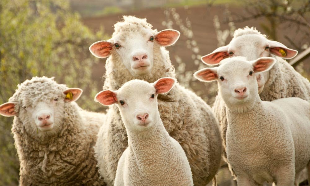 https://animalsaustralia-api.org/cached/image/sheep1.jpg