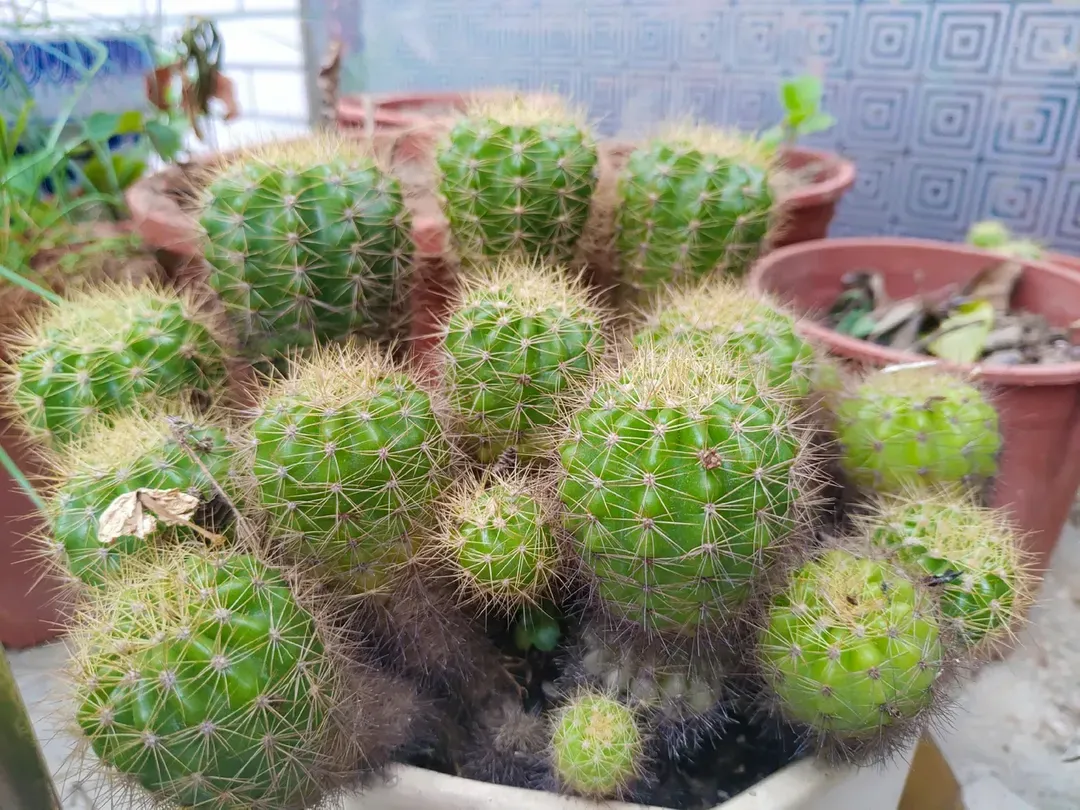 仙人掌
