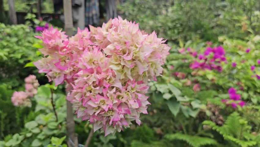 A very beautiful flower video