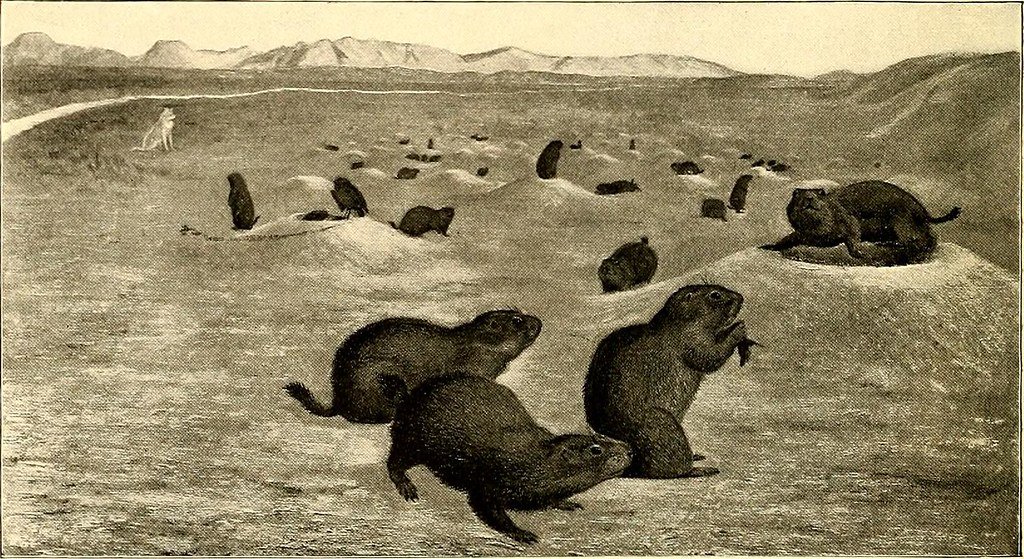 Image from page 91 of 