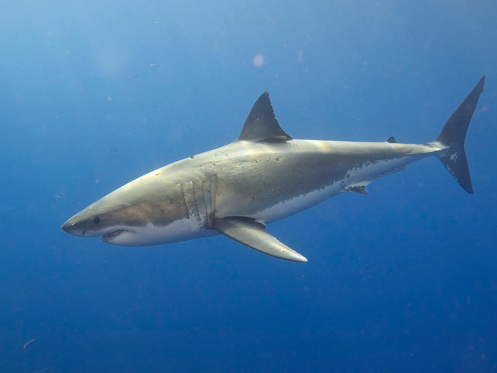 The Great White Shark Genome Is Here—Superpowers and All