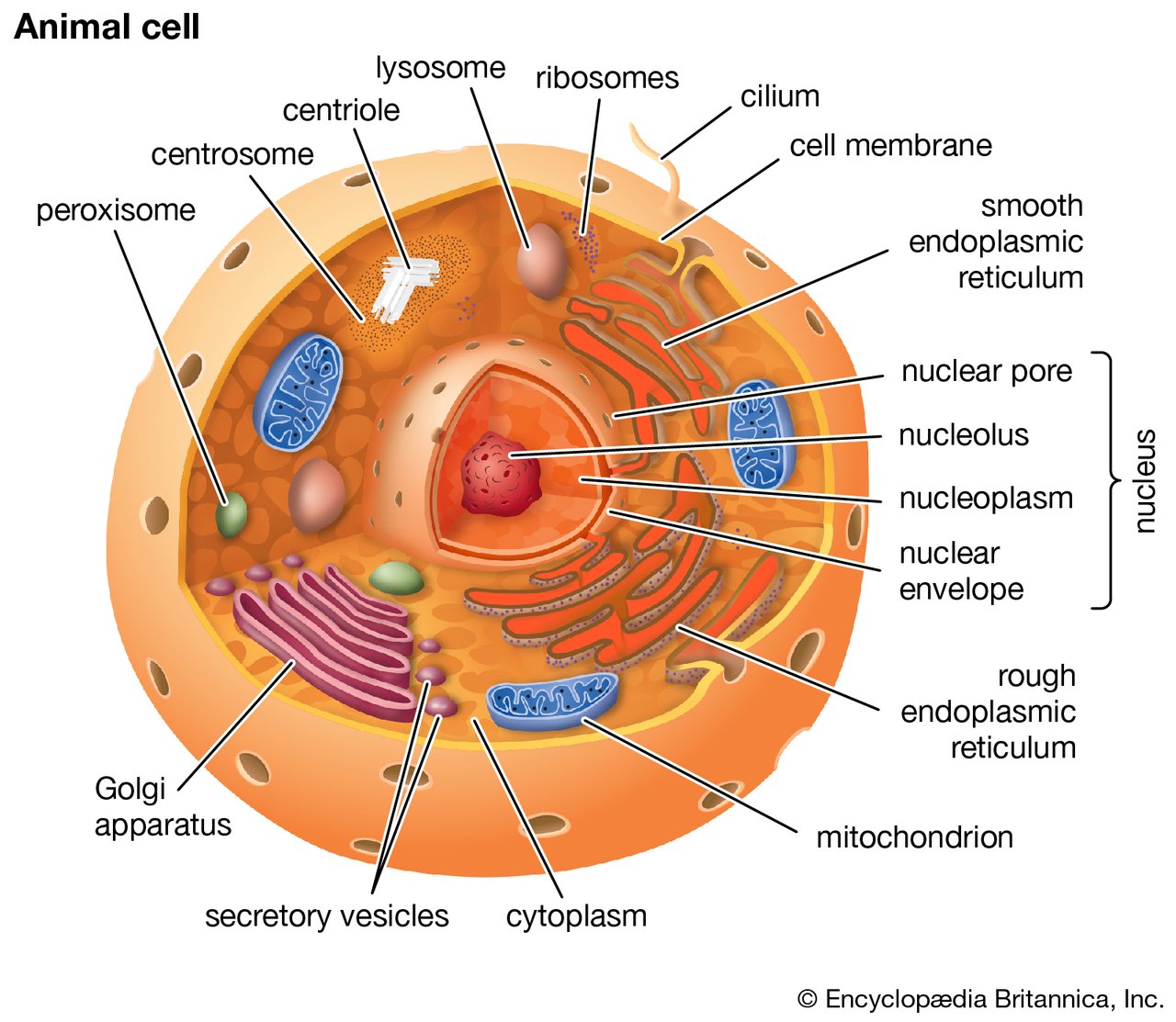 https://cdn.britannica.com/03/114903-050-502CFE8D/Cutaway-drawing-cell.jpg