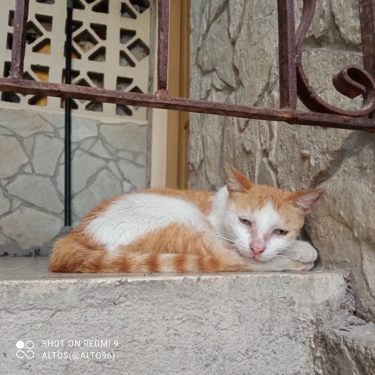 Gato que se duerme...