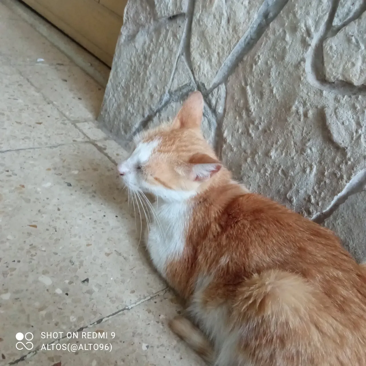 Gato que se duerme...