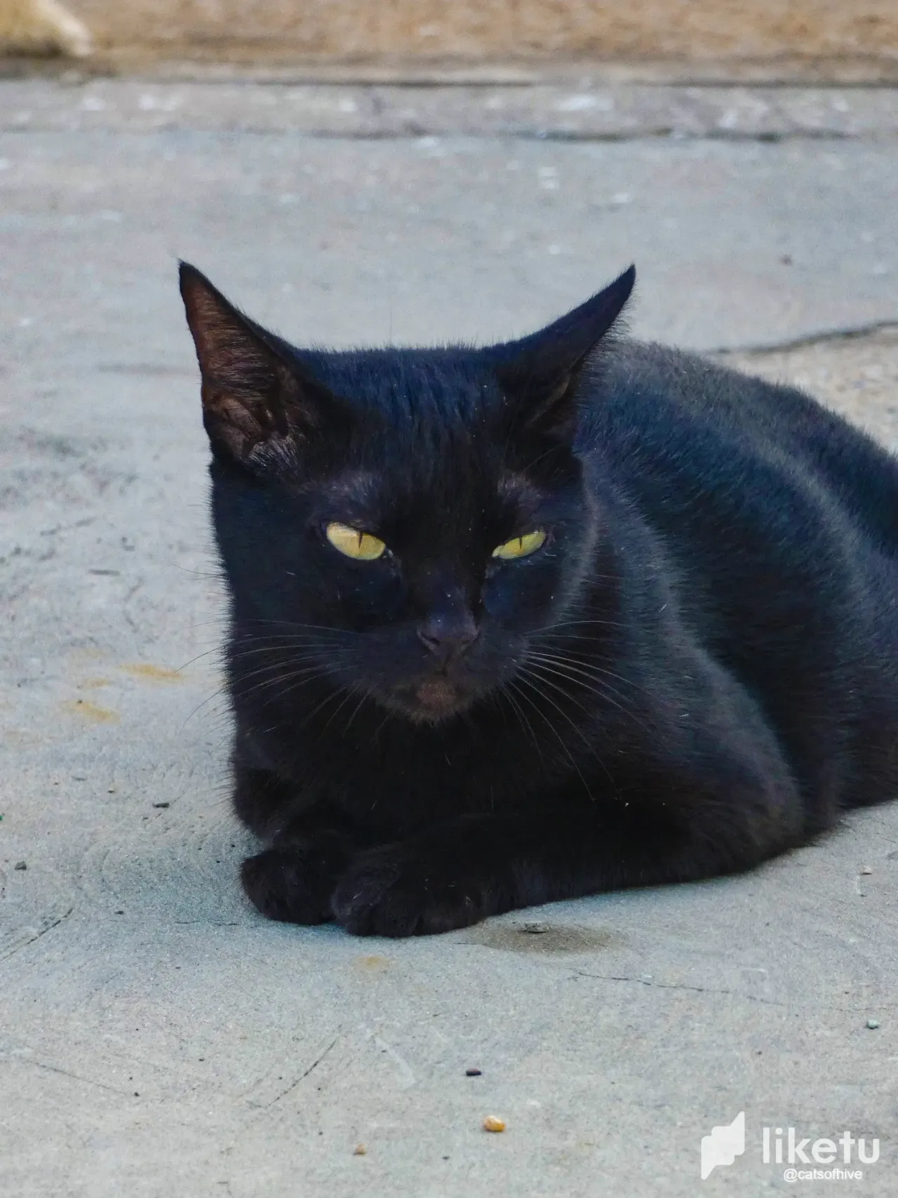 ¡¡Hablemos de la importancia de cuidar a los gatos en Octubre!! 👀👻 [ESP/ENG]