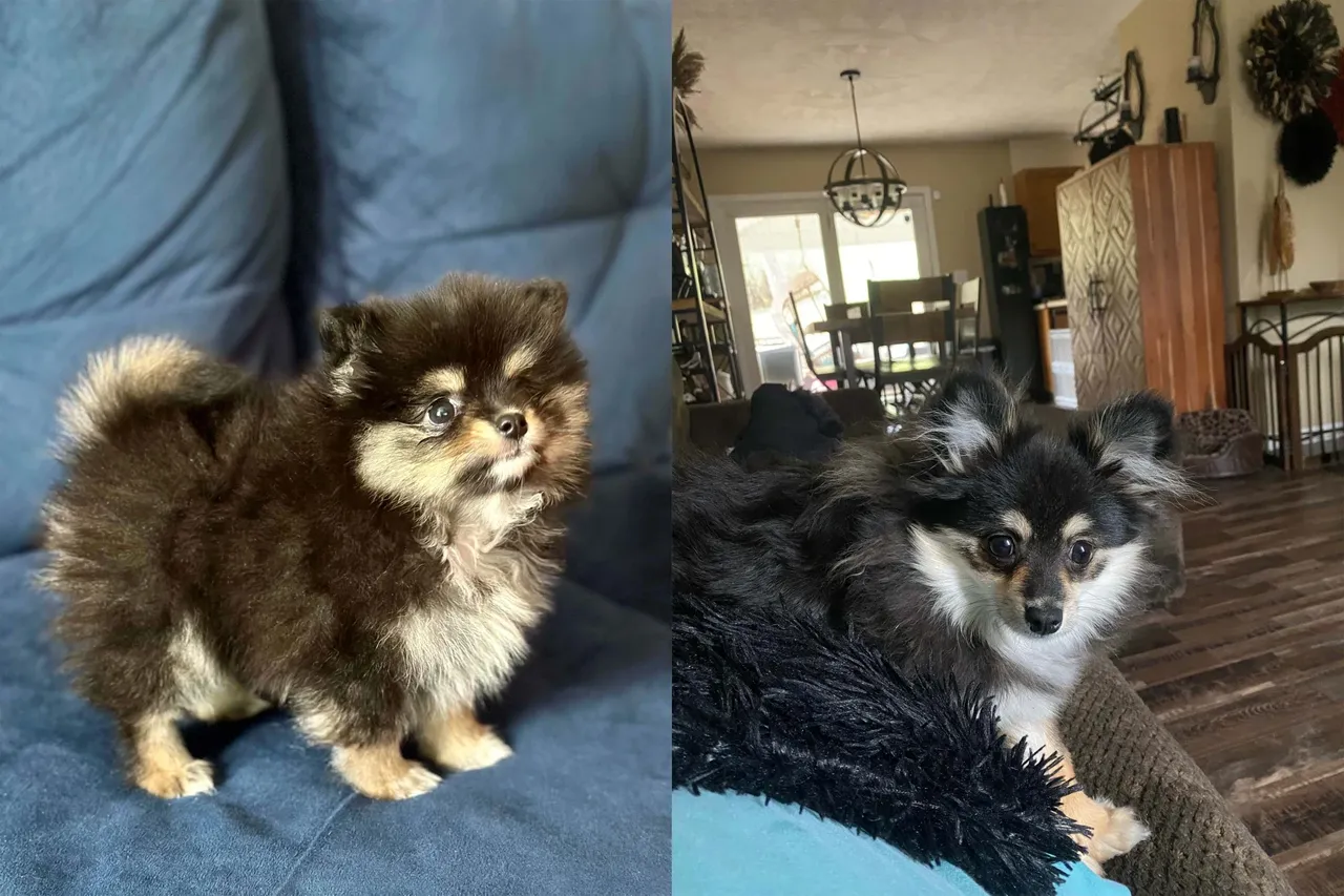 Pomeranian puppy clearance ugly stage