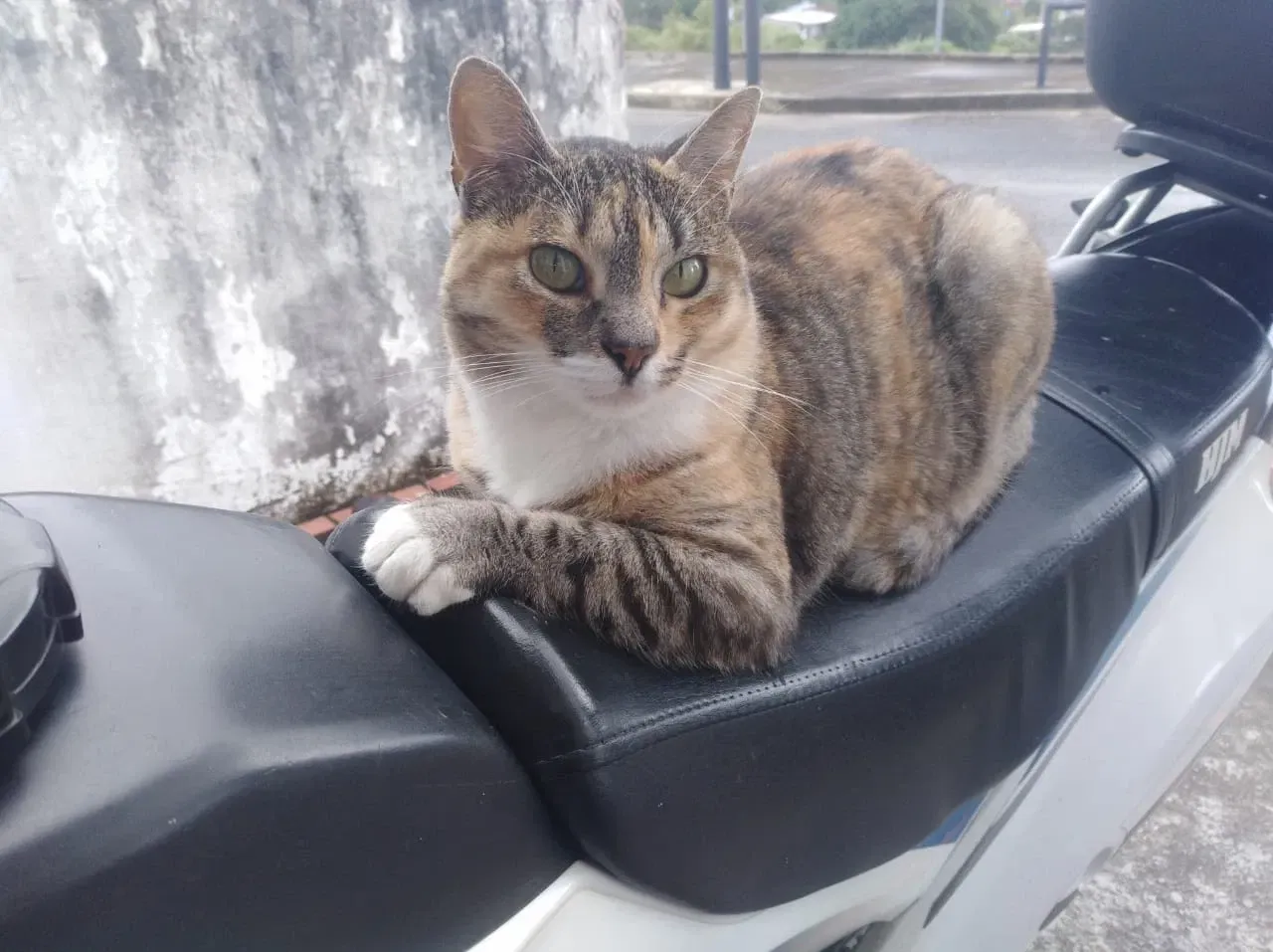 Motor, Whiskers, Discipline   🐈 