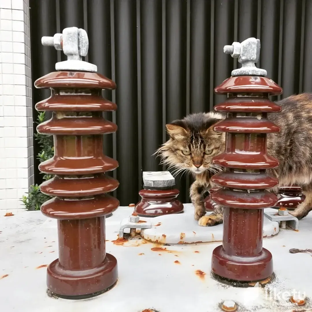[EN/PT] Energy Cat