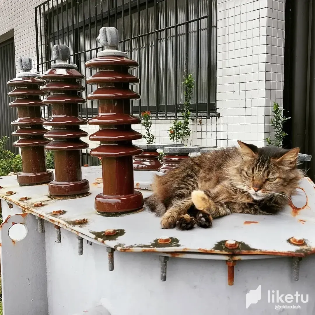 [EN/PT] Energy Cat