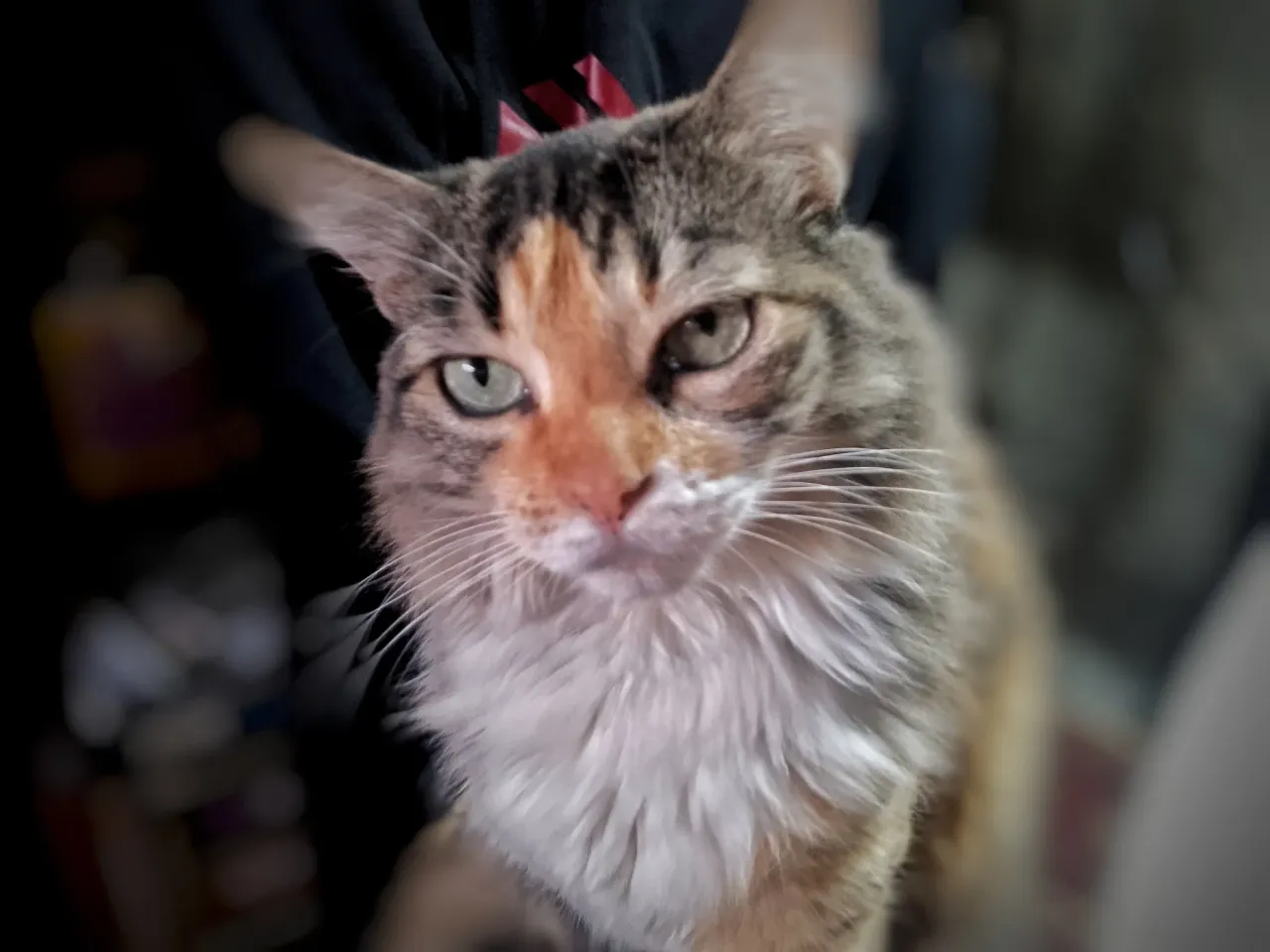 Las expresiones de mi gata