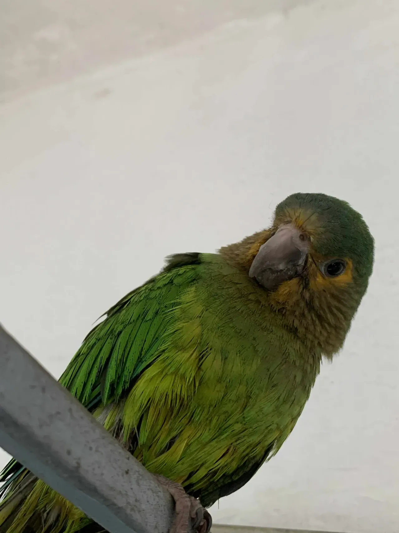 https://cdn.liketu.com/media/isabellita9/images/5PCQ0tkLERFdMLDV_Messenger_creation_808BC822-537A-4B4C-B3BA-8C595359B98E/5PCQ0tkLERFdMLDV_Messenger_creation_808BC822-537A-4B4C-B3BA-8C595359B98E.webp