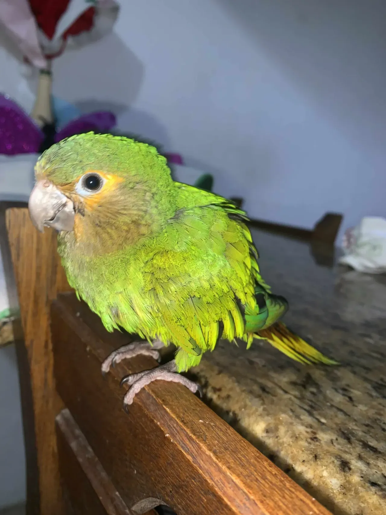 https://cdn.liketu.com/media/isabellita9/images/xaGiUvgYdVOy5TZp_Messenger_creation_731F95CD-5593-4D90-A2EF-3D62F26F919C/xaGiUvgYdVOy5TZp_Messenger_creation_731F95CD-5593-4D90-A2EF-3D62F26F919C.webp