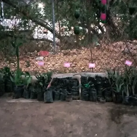 https://cdn.liketu.com/media/la-plantita/images/IK92GGalXUdxwt3A_1000062036/IK92GGalXUdxwt3A_1000062036.webp
