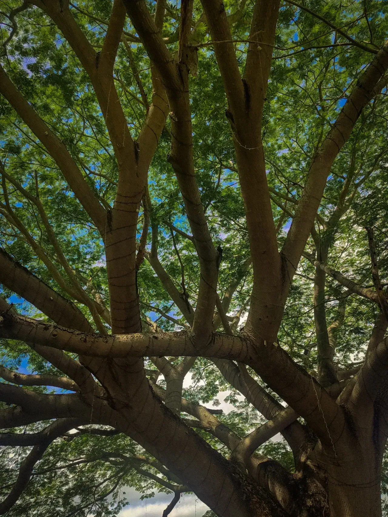 El Árbol de La Vida 🌳 #HiveAroundTheWorld