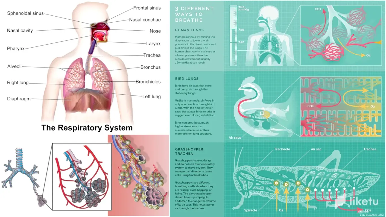 https://cdn.liketu.com/media/mes/images/HdmSuDFWe8blJ4Pm_41_Animal_Breathing/HdmSuDFWe8blJ4Pm_41_Animal_Breathing.webp