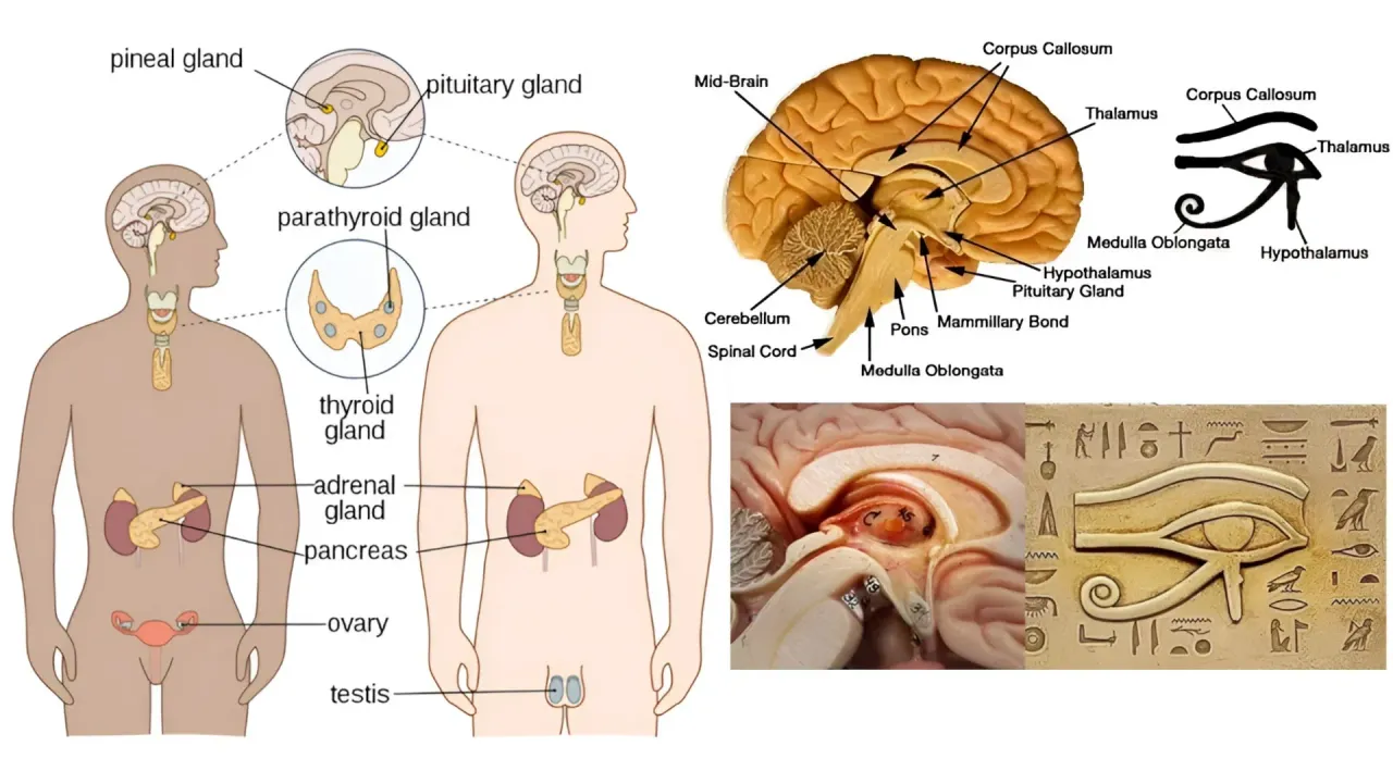 https://cdn.liketu.com/media/mes/images/Hl4wdqzavj5nSjVe_45_Animal_Hormones/Hl4wdqzavj5nSjVe_45_Animal_Hormones.webp