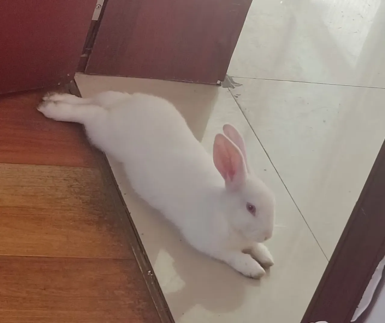被爱的宠物是个宝