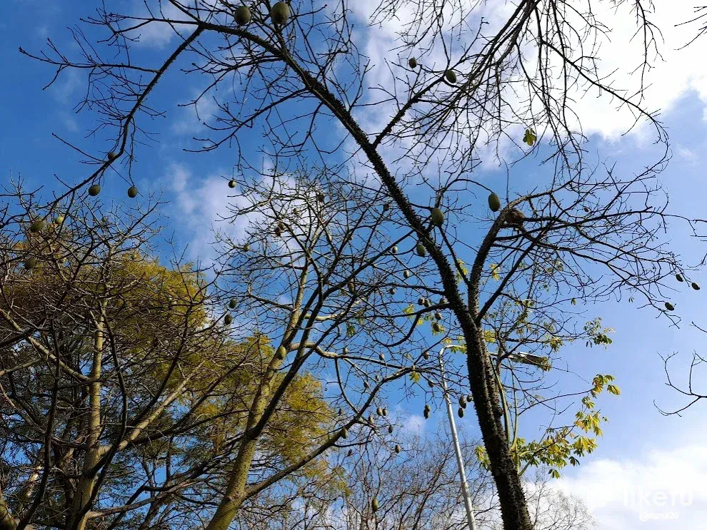 Arbol de Algodón (Ceiba) - Cotton tree (Ceiba), celta4