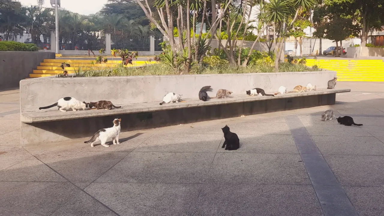 ¡Muchos gatitos! | Lots of kittens! 
