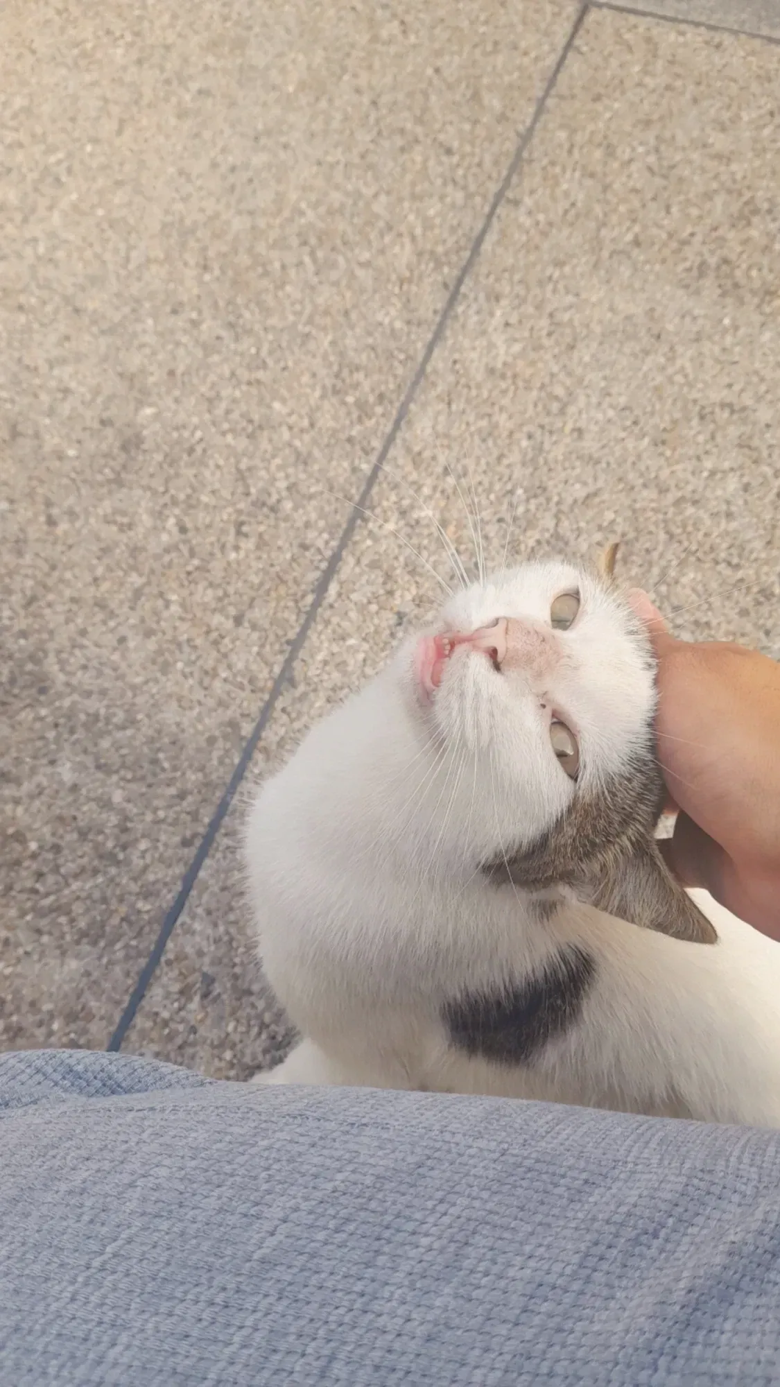 ¡Muchos gatitos! | Lots of kittens! 