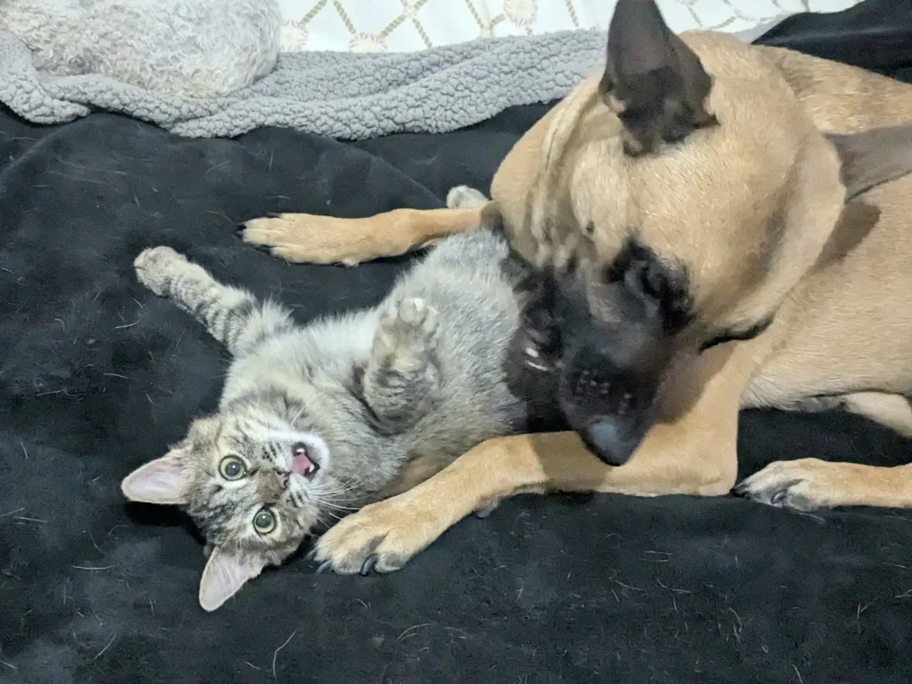 Xtabay & Senua playing in my bed 😂