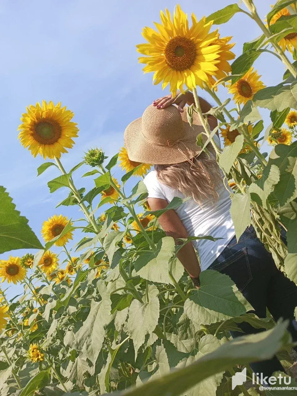 Walking in a garden of sunflowers ? (Eng - Esp) | PeakD