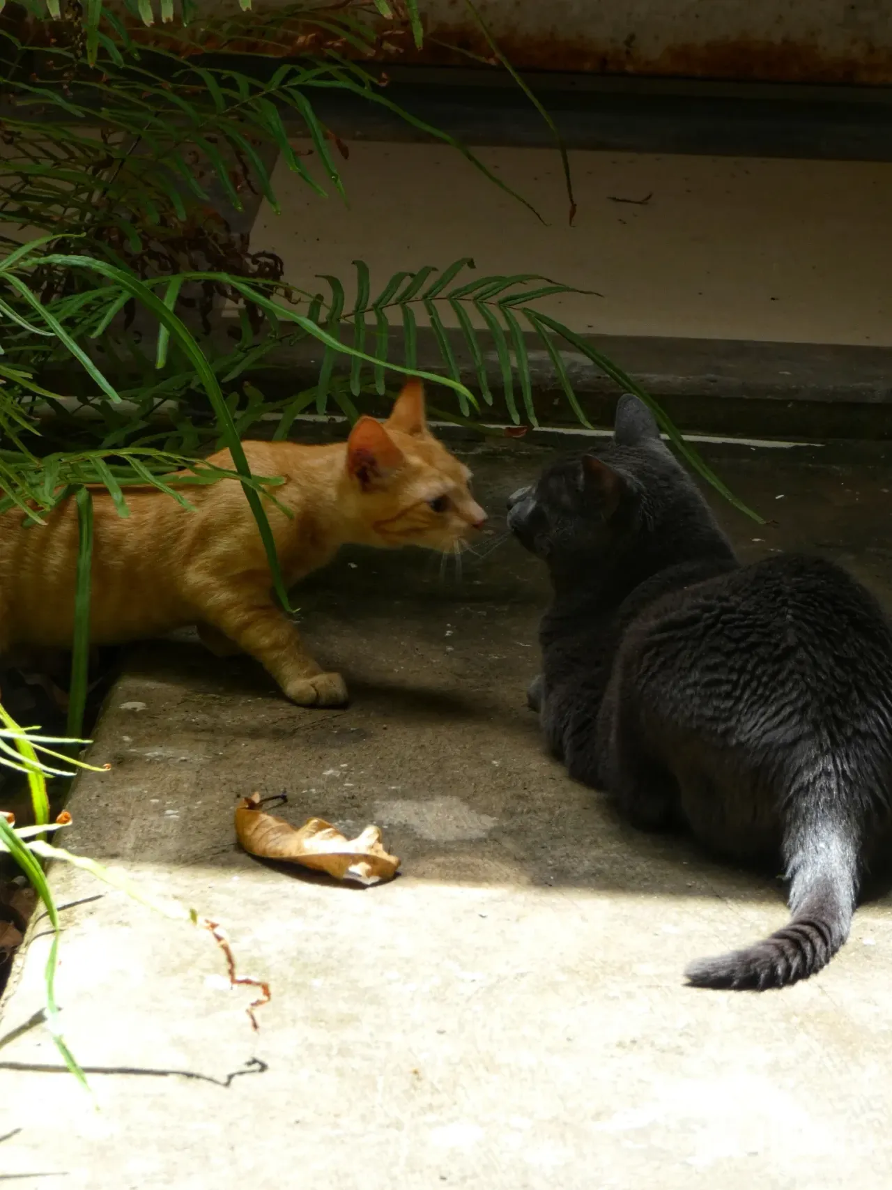 ¡La relación de Loki y Freyja hasta ahora!🐈‍⬛😸[ESP/ENG]