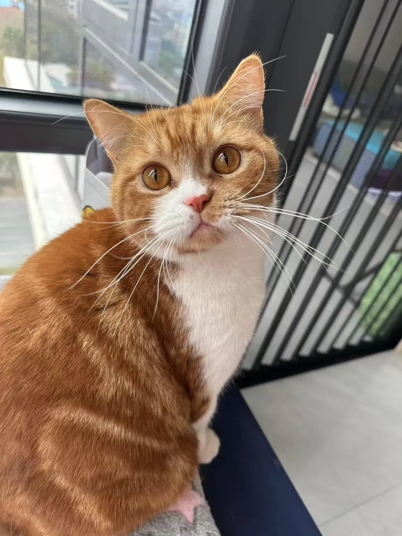 在赞比西河边写日记D16 橘猫与奶牛猫:跨越大陆的喵星人日常【CN-EN】