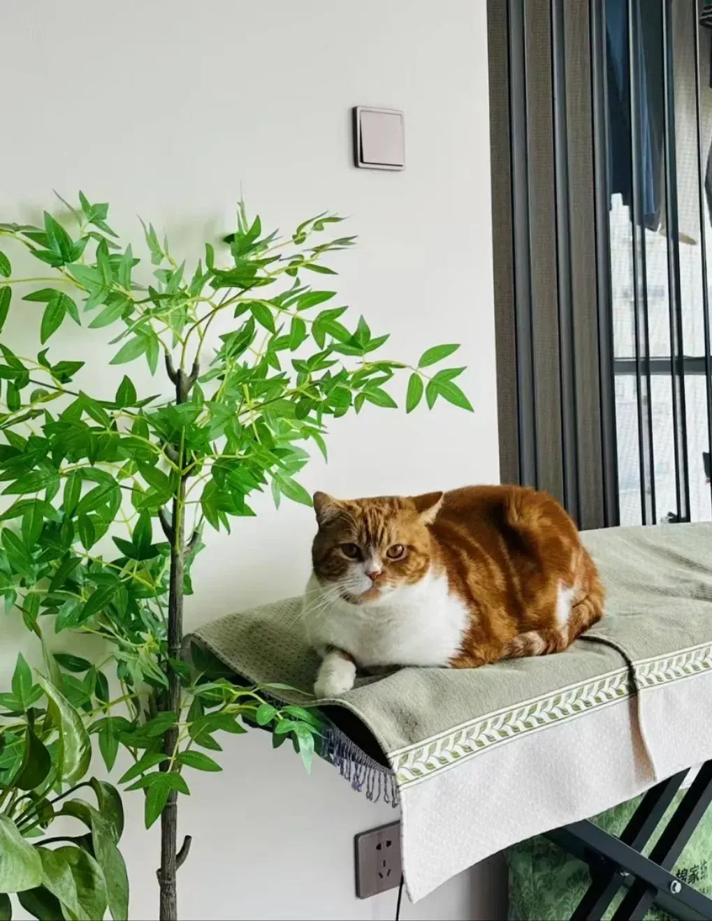 在赞比西河边写日记D16 橘猫与奶牛猫:跨越大陆的喵星人日常【CN-EN】