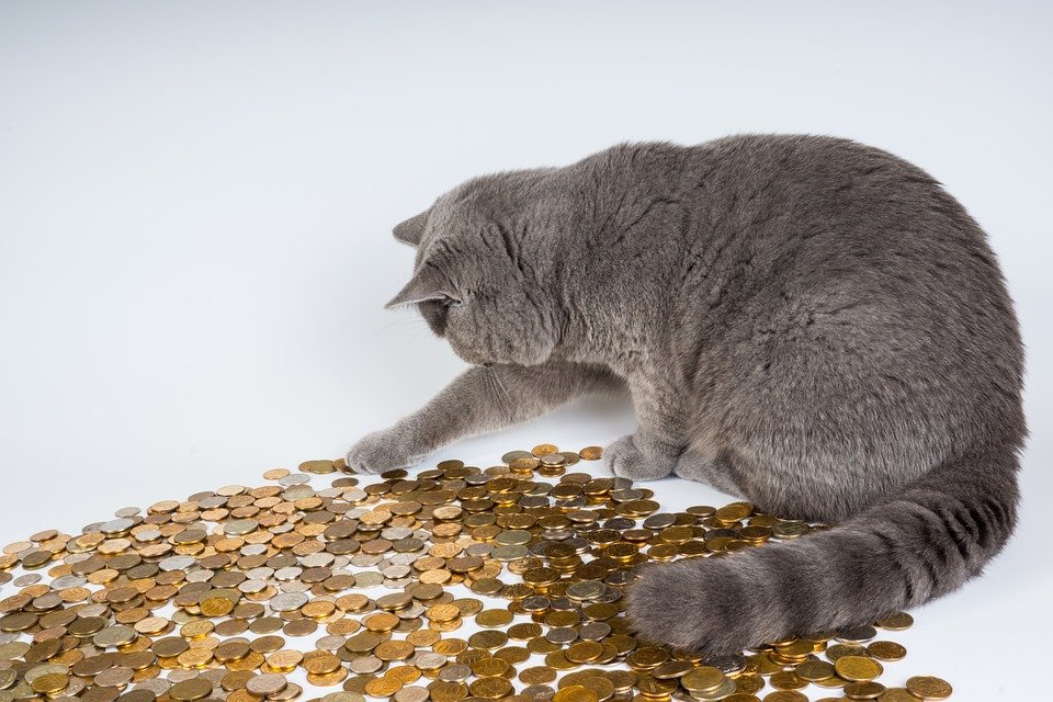 cat-602944_960_720.jpg
