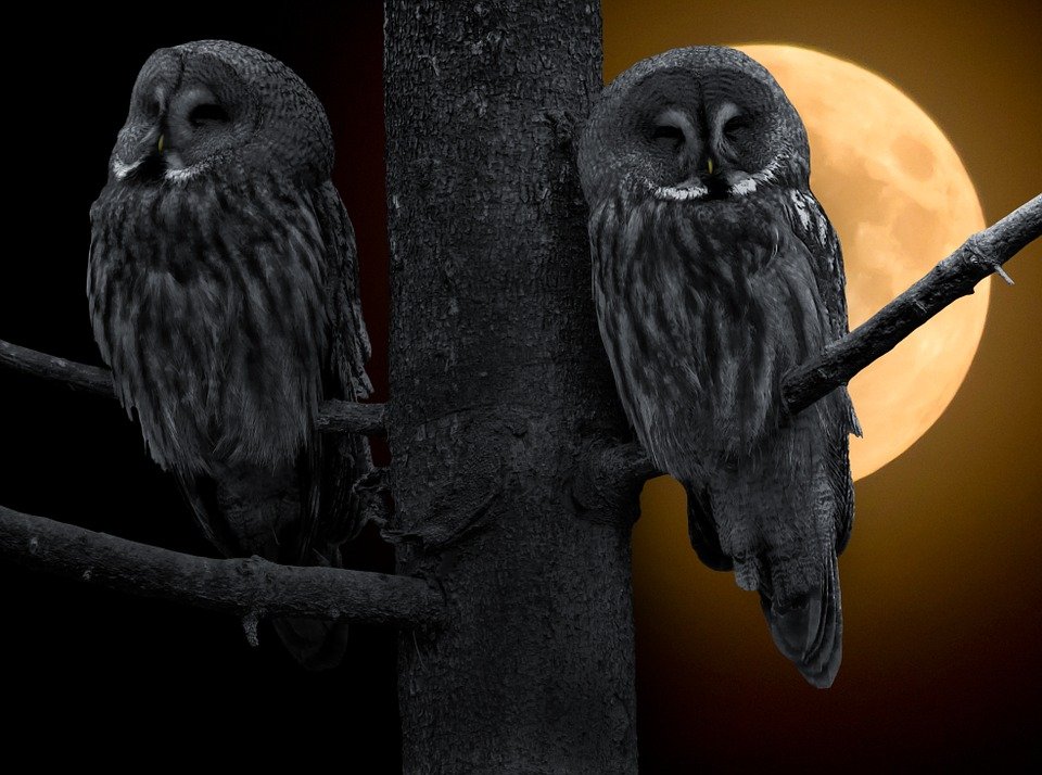 https://cdn.pixabay.com/photo/2015/04/04/18/02/owl-706733_960_720.jpg