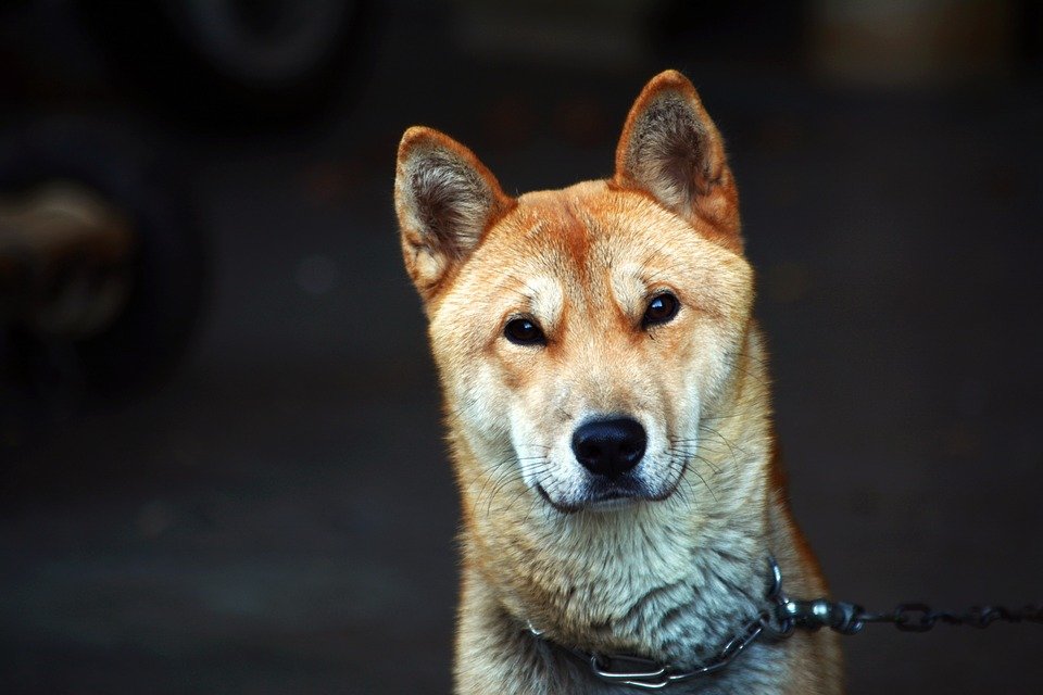 Por qué se come carne de perro en Corea? | PeakD