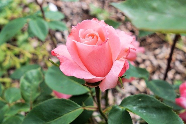 https://cdn.pixabay.com/photo/2017/06/21/19/39/rose-2428340_640.jpg