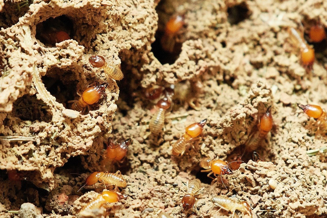 https://cdn.pixabay.com/photo/2018/05/01/23/53/termites-3367350_1280.jpg