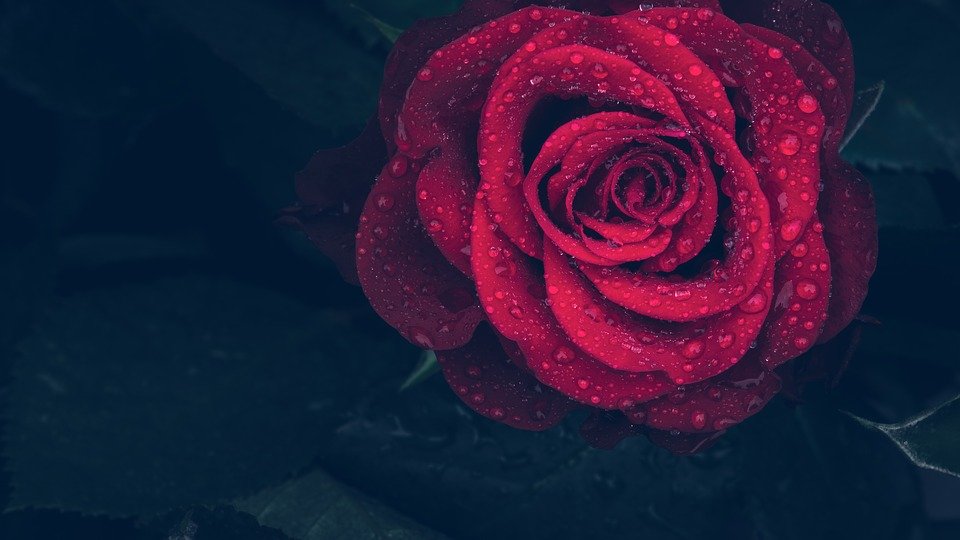 https://cdn.pixabay.com/photo/2018/05/16/22/27/rose-3407234_960_720.jpg