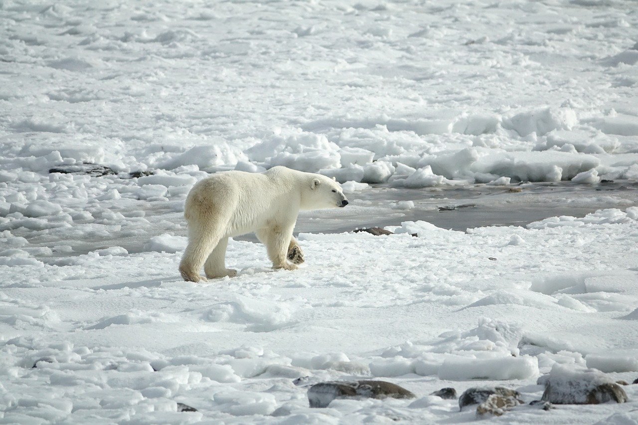 https://cdn.pixabay.com/photo/2018/10/27/07/07/polar-bear-3775941_1280.jpg