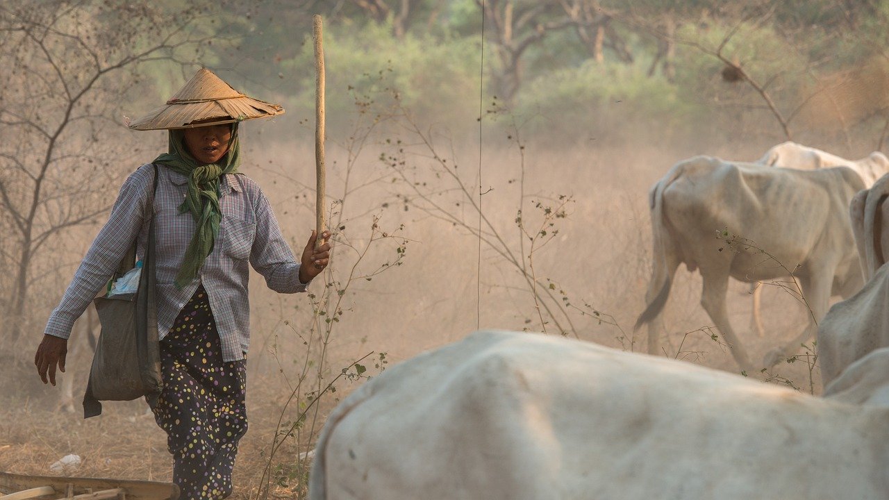 https://cdn.pixabay.com/photo/2020/03/15/13/18/carabao-4933596_1280.jpg