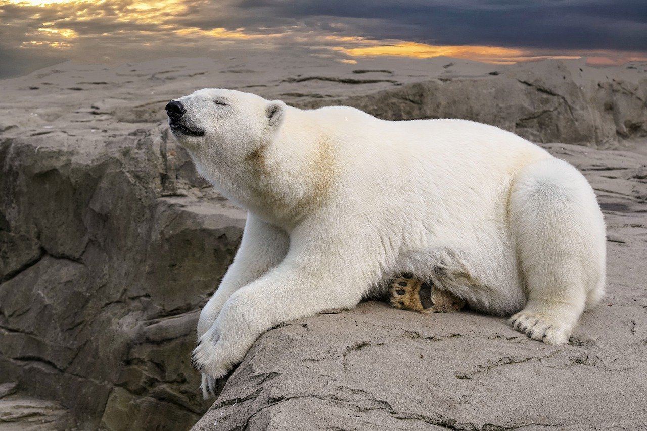 https://cdn.pixabay.com/photo/2023/04/28/05/43/polar-bear-7955893_1280.jpg