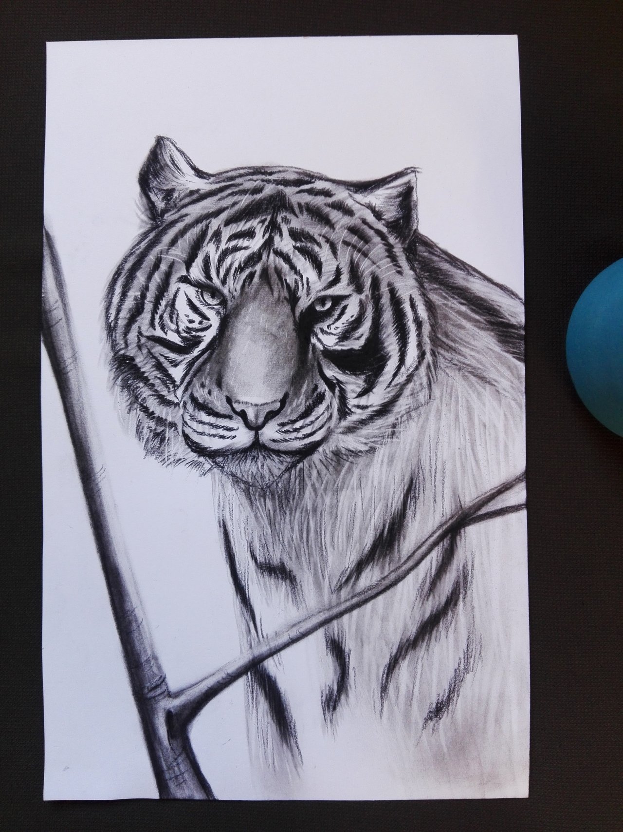 angry tiger drawing
