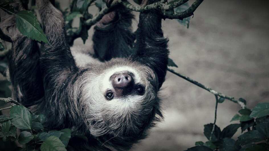 Sloth (slowest animal in the world) | PeakD